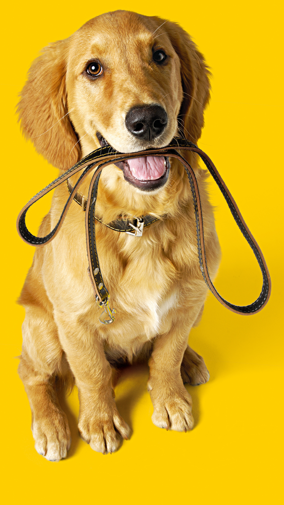 PERRO AMARILLO CORREA