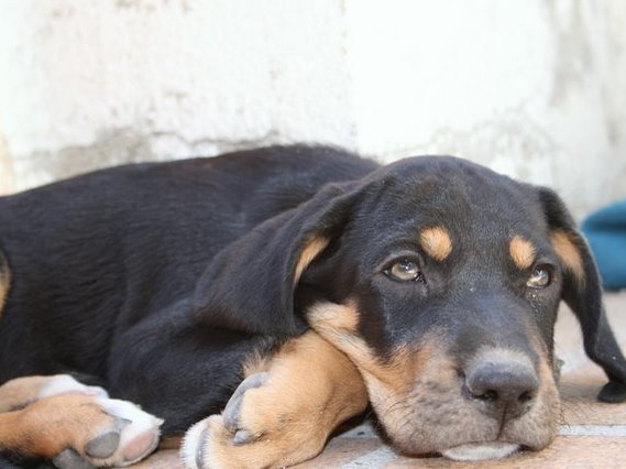 Primer plano de un perro mirando a cámara