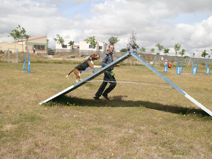 Perro superando una pasarela con su persona