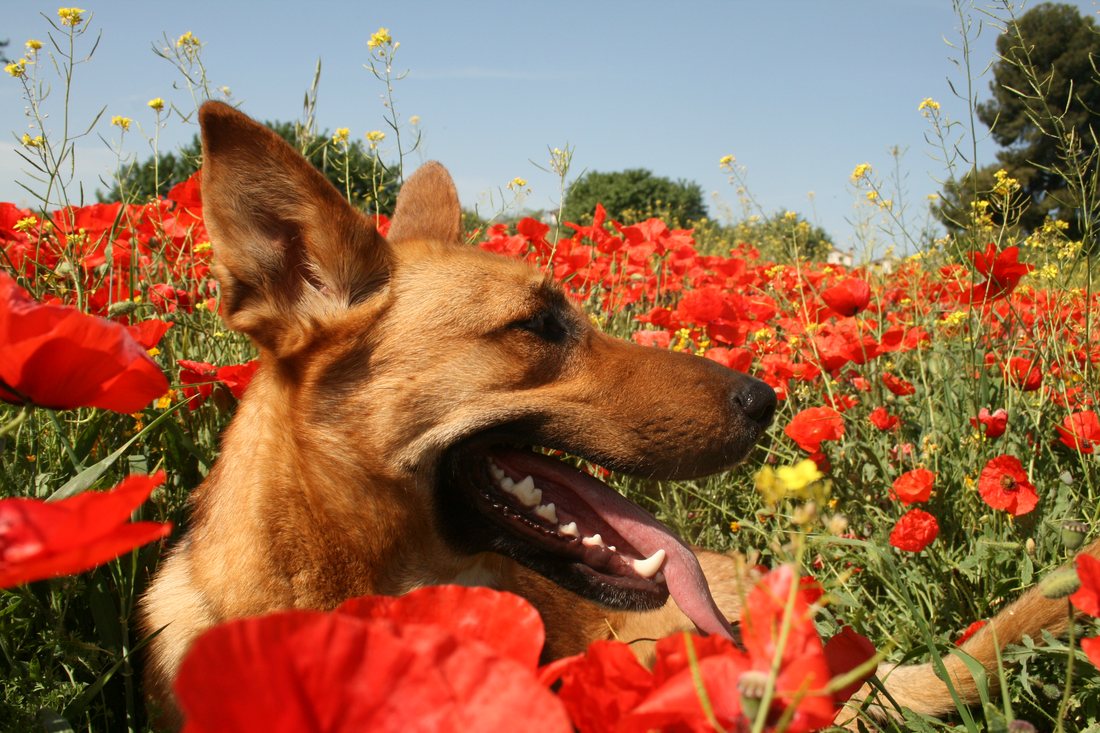 Perro relajado entre amapolas
