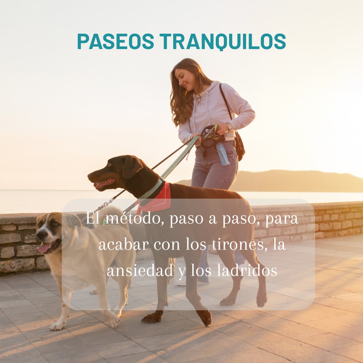 SOS Paseos